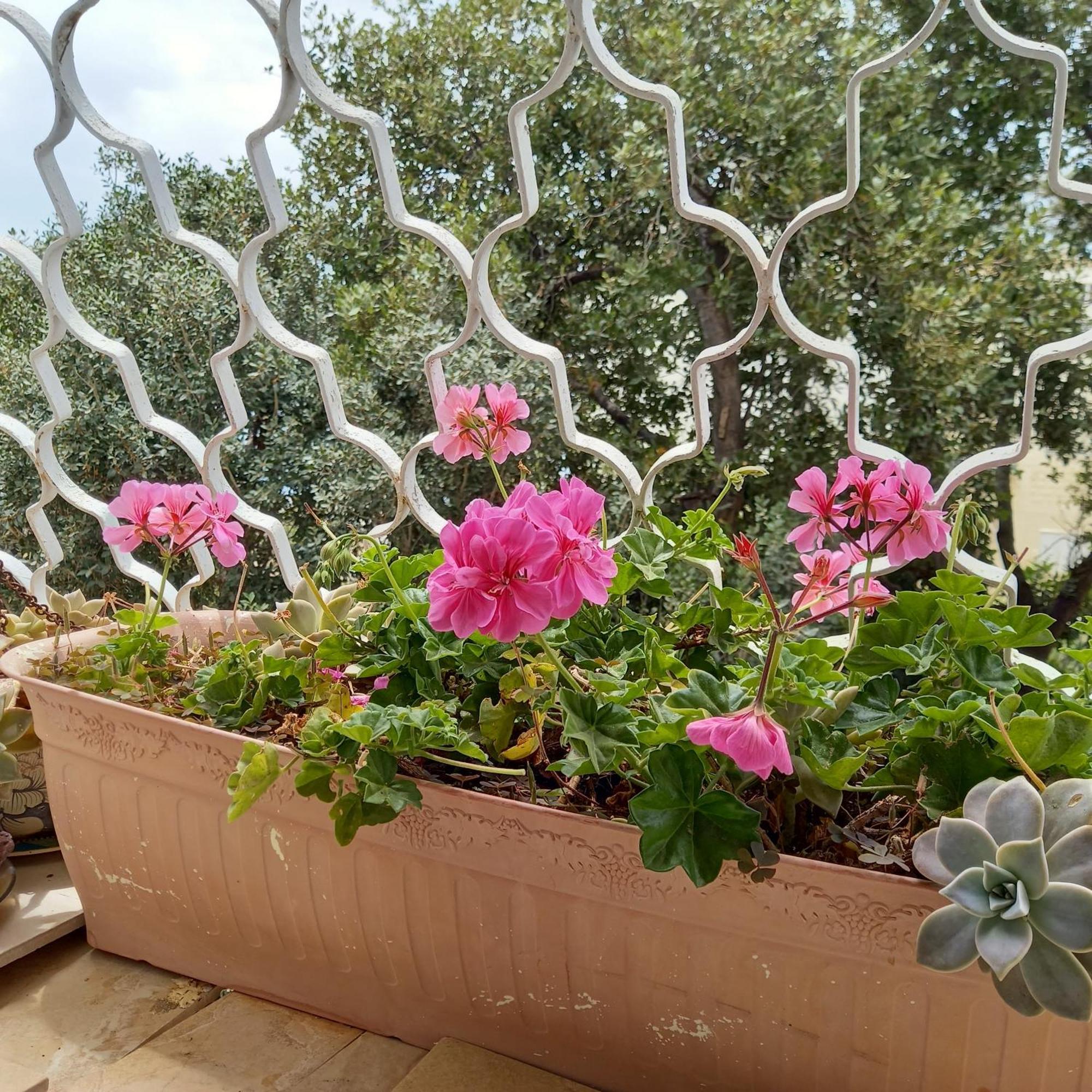 Appartamento Stella Maris Hosting Haifa Esterno foto